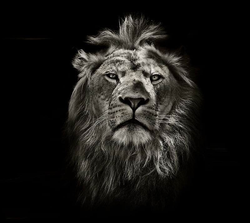 1080P free download | Lion, lions, HD wallpaper | Peakpx