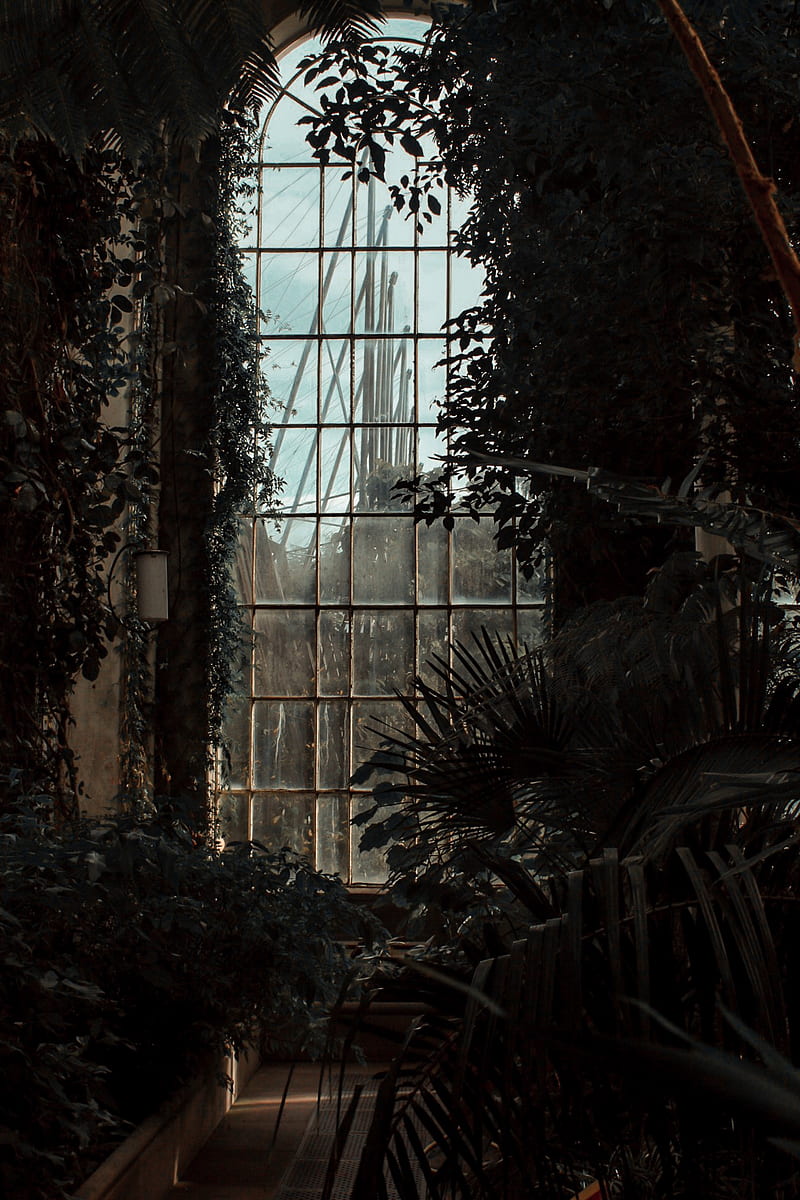 greenhouse, window, dark, plants, room, HD phone wallpaper