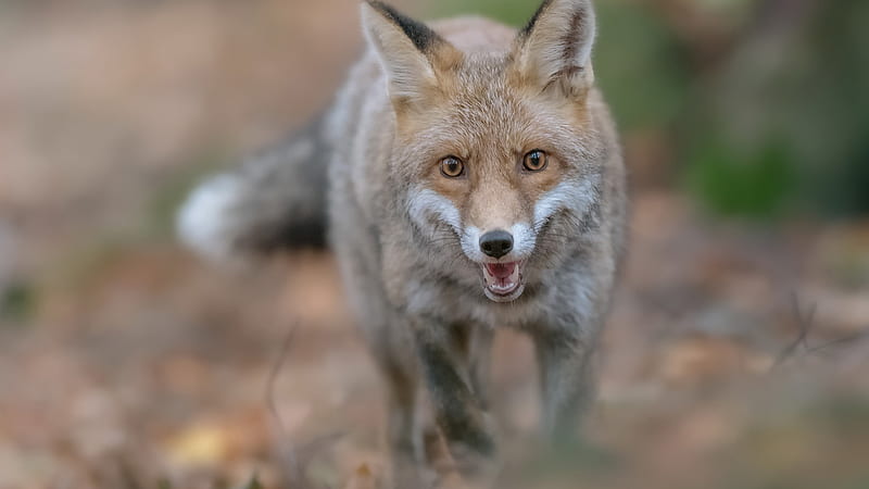 Stare Fox Animals, HD wallpaper