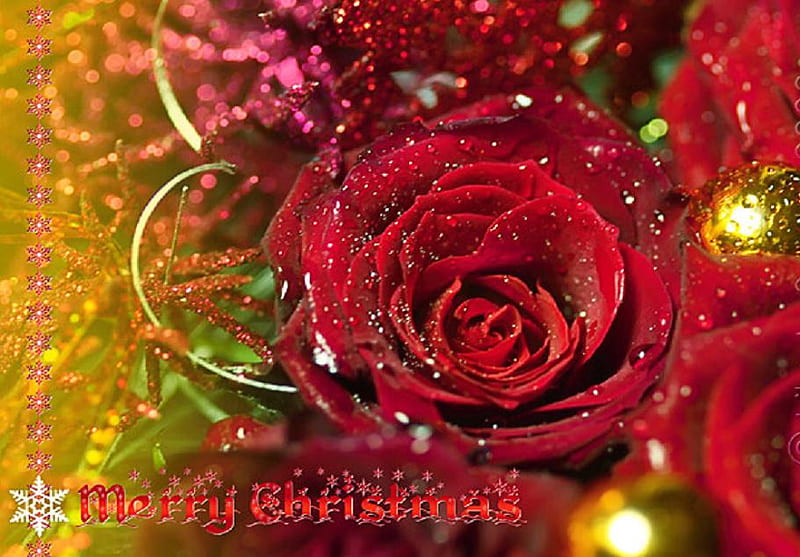 Merry Christamas, pretty, lovely, rose, soft, bud, nice, plants, blossoms, flowers, nature, petals, blooms, delecate, HD wallpaper