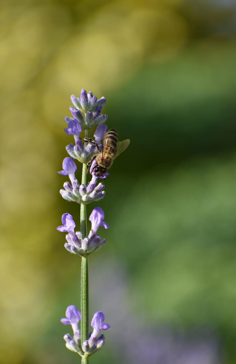 bee, insect, flower, macro, HD phone wallpaper