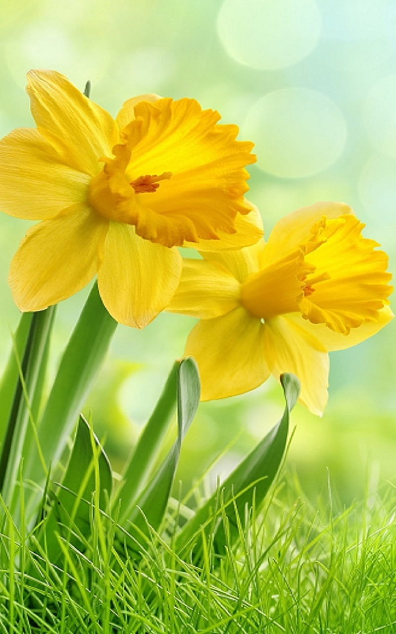 Daffodils, flowers, spring, HD phone wallpaper
