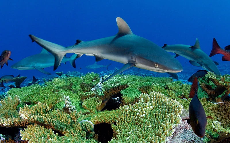Sharks, cool, bonito, HD wallpaper Sharks, cool, bonito, HD wallpaper