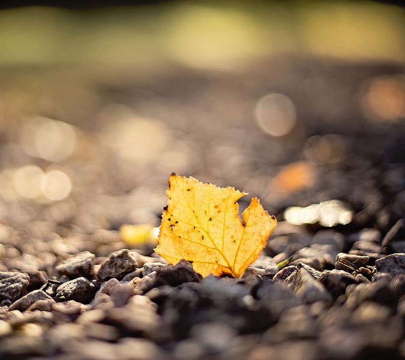 End Of Life, autumn, death, dying, fall, leaf, still, yellow, HD wallpaper