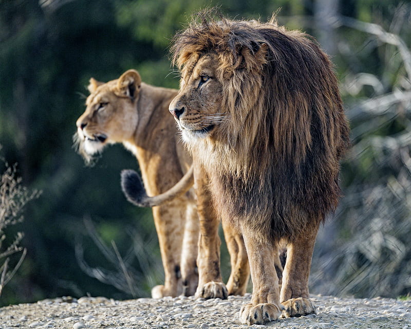 lion, predator, big cat, profile, glance, HD wallpaper