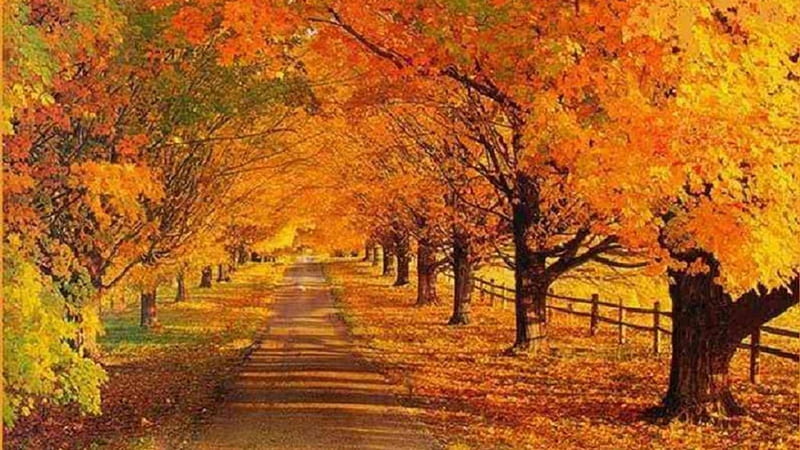 Tree-Lined Autumn Road, fence, autumn, leaves, nature, trees, HD wallpaper