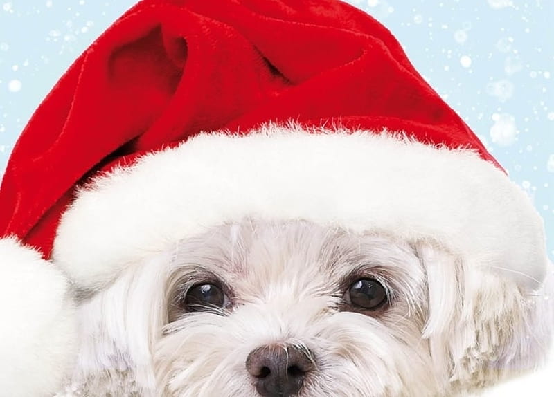 red, santa, craciun, caine, eyes, hat, dog, puppy, christmas, HD ...