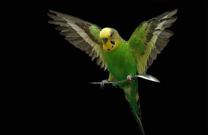 FLYING SPOON, spoon, bird, green, flying, parrot, HD wallpaper