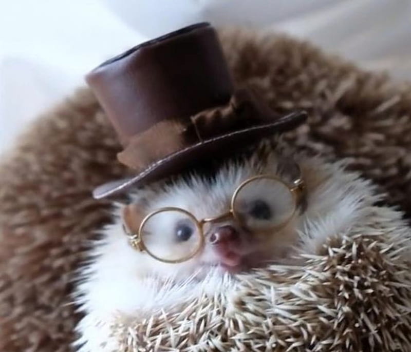 Hedgehog With Glasses and Hat, Glasses, Brown, Hat, Hedgehog, White, HD wallpaper