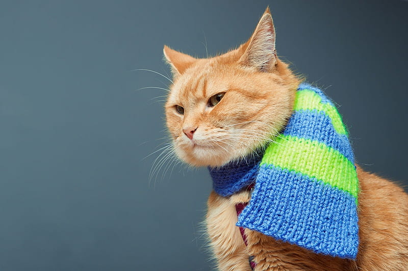 A street cat named Bob (2016), movie, green, scarf, a street cat named bob, cat, animal, blue, pisica, HD wallpaper