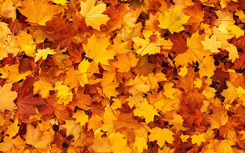 yellow autumn leaves texture, autumn background, yellow leaves, autumn concepts, HD wallpaper