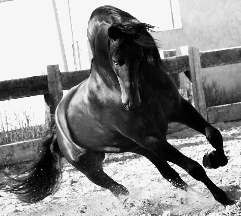 Black&White Andalusian Stallion, black and white, andalusian, horses, spanish, HD wallpaper