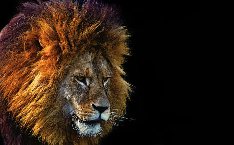 Cool Lion Ultra, Animals, Wild, bonito, Lion, Feline, Male, Animal, King, HD wallpaper