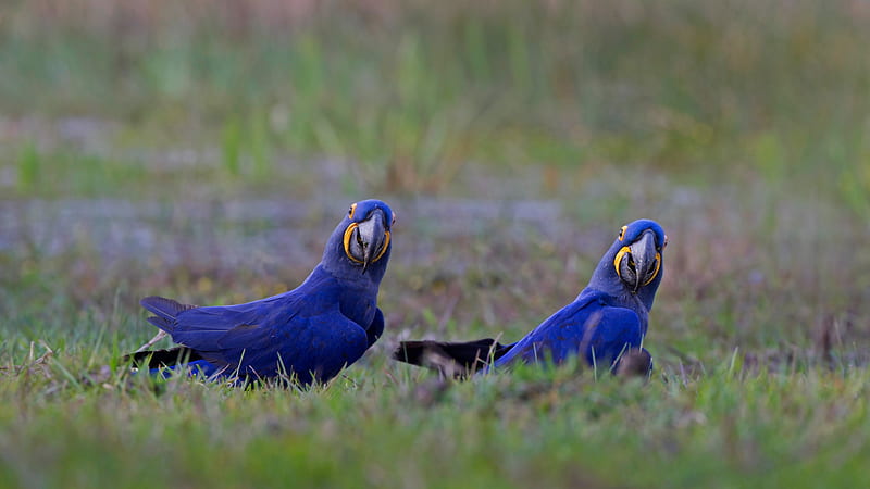 Birds, Hyacinth Macaw, Bird, HD wallpaper