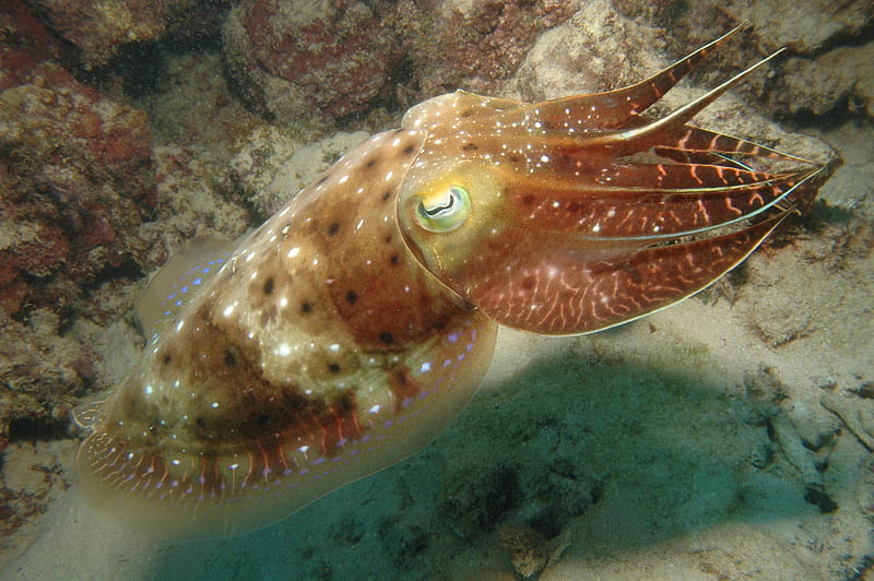 Pupil of an octopus and of a cuttlefish (images courtesy of J.P.... |  Download Scientific Diagram