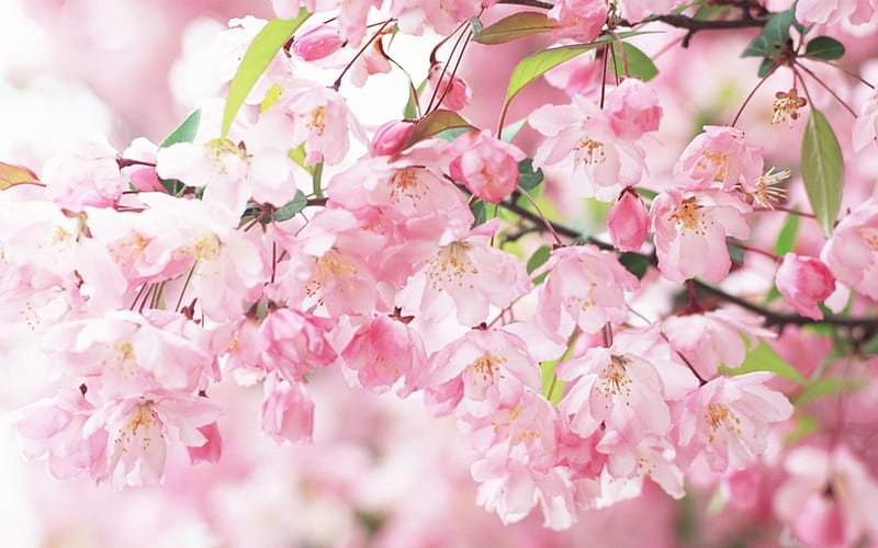 2013 cherry blossom season in Japan graphy 13, HD wallpaper