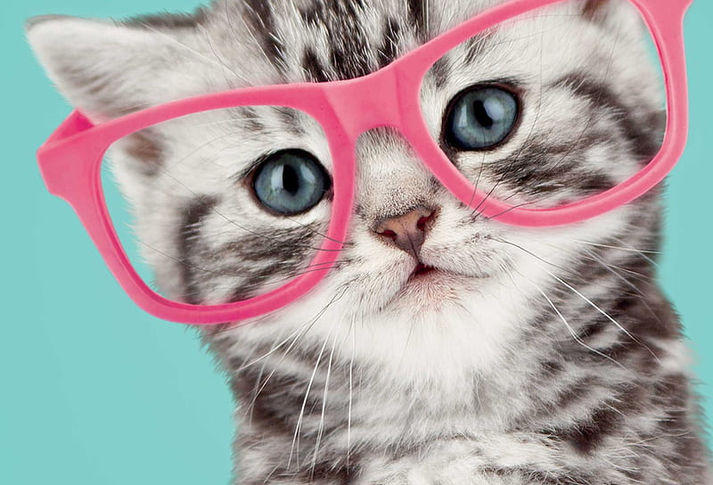 Kitten, glasses, cat, cute, funny, face, pink, pisica, blue, HD wallpaper