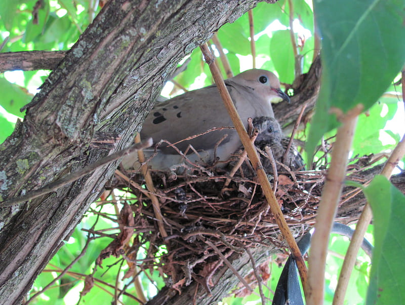 Morning Dove and Her Baby, nest, nature, honeysuckle tree, morning dove, baby, HD wallpaper