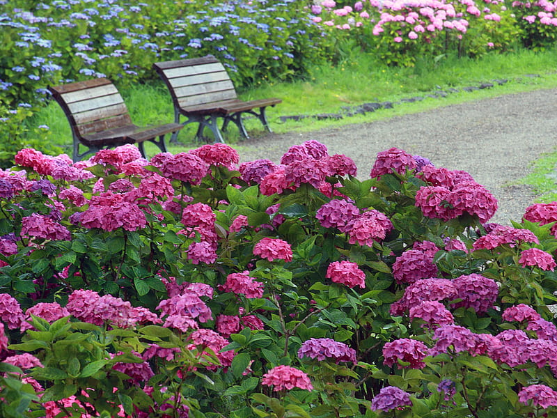 Pretty place to rest, seat, grass, bench, hydrangeas, lavendar, flower, path, seats, colour, blooms, pink, blue, HD wallpaper
