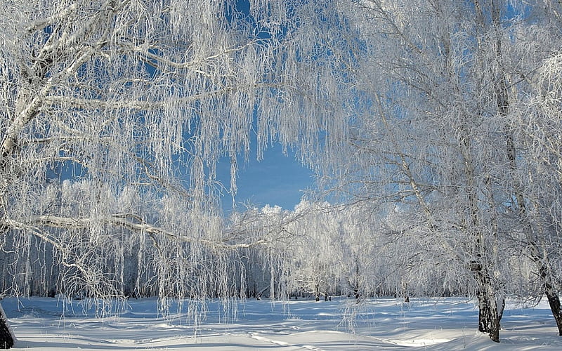 Snow-Covered Willow Trees, snow, weeping willow, nature, forests, trees, winter, HD wallpaper