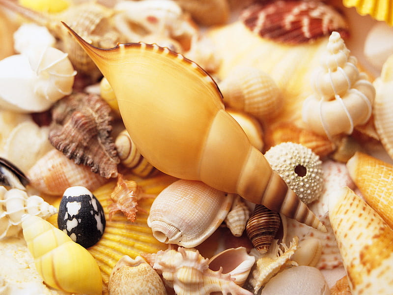 Sea Shells, sand, shells, sea, animals, HD wallpaper | Peakpx