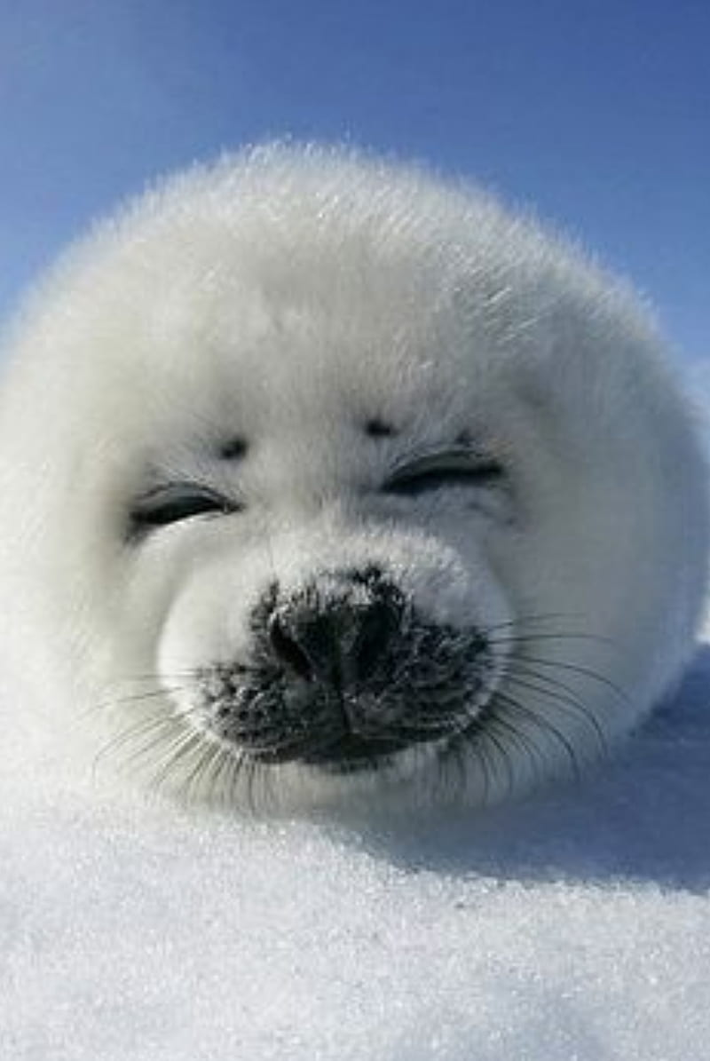 Animals , white, cute, HD phone wallpaper Animals , white, cute, HD phone wallpaper