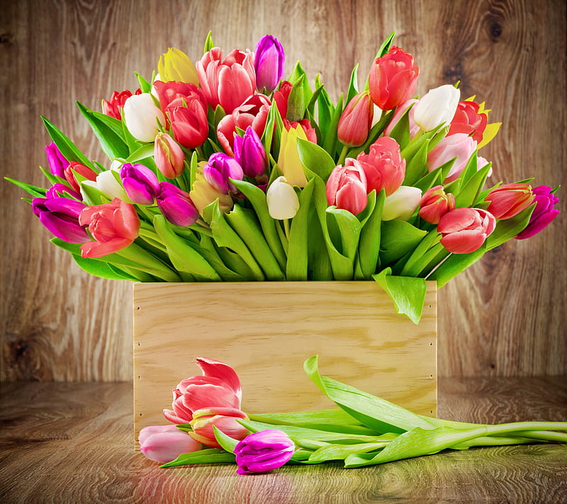 Colorful Tulips, bouquet, flowers, HD wallpaper
