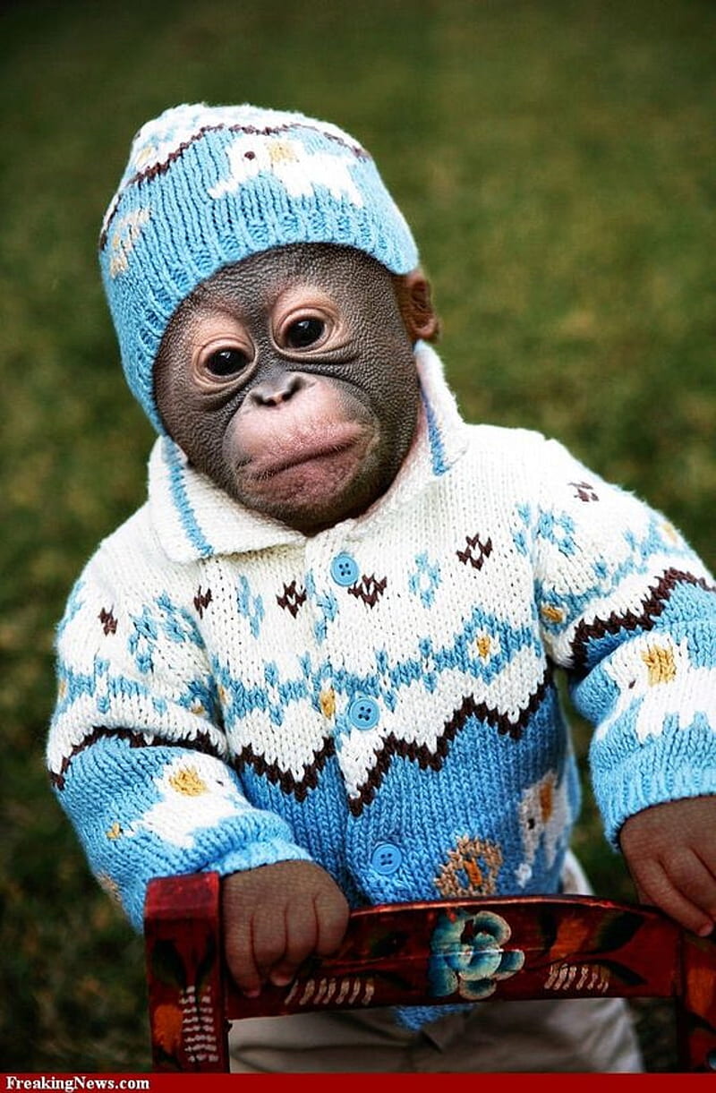 cute baby monkeys in clothes