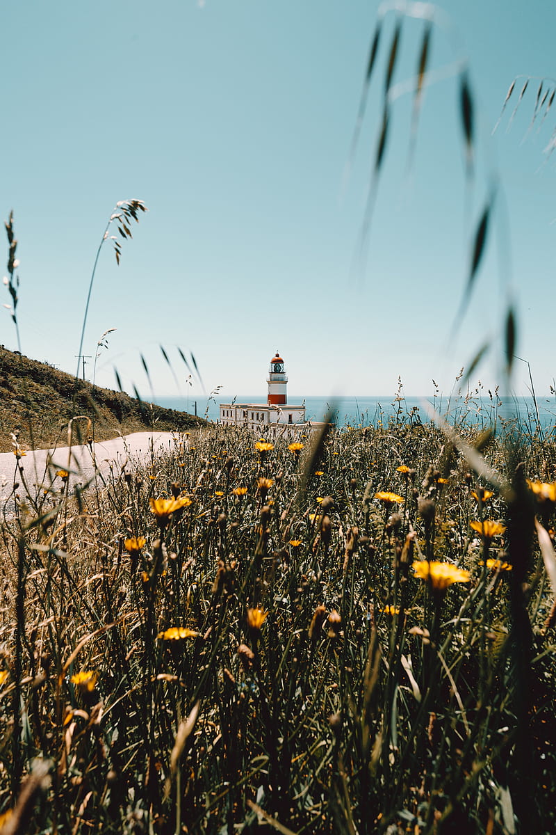 lighthouse, building, flowers, wildflowers, HD phone wallpaper