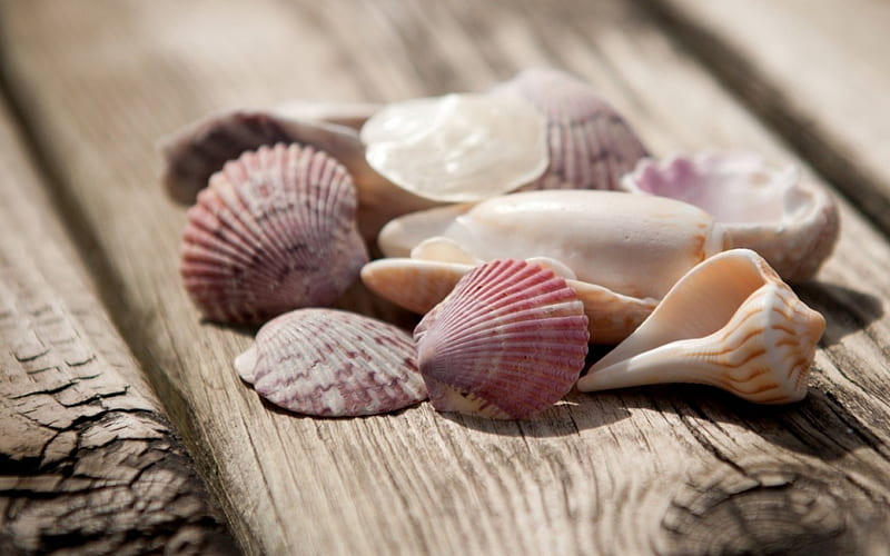 Shells, seashells, seashell, shell, wood, mood, HD wallpaper | Peakpx