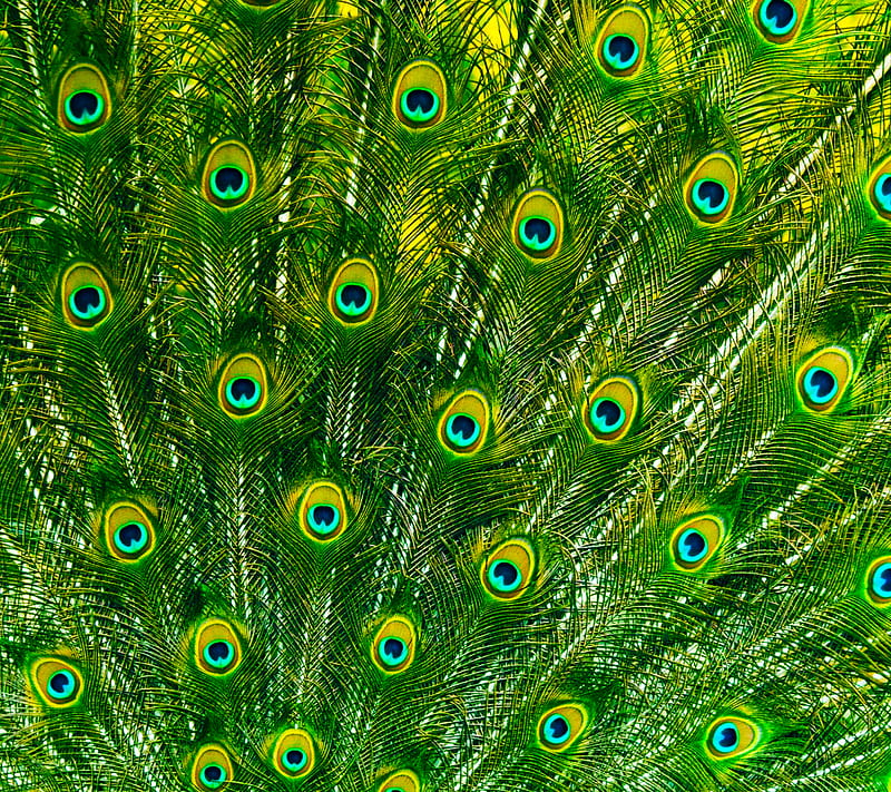 Feathers, feather, green, peacock, HD wallpaper