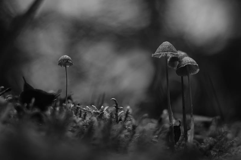 mushrooms, black and white, macro, moss, blur, HD wallpaper