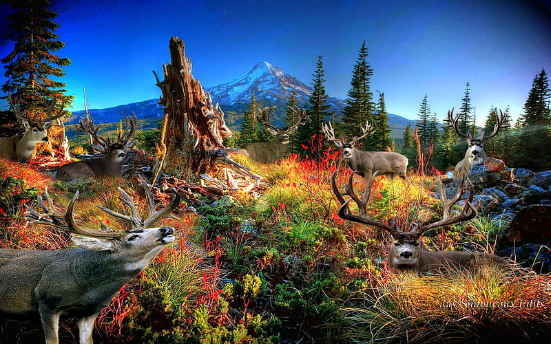 Legendary Mule Deer, mountain, hop, world records, muledeer, HD wallpaper