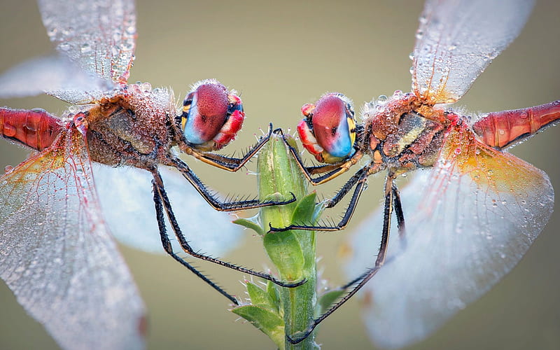 Dragonflies, roberto aldrovandi, orange, insect, dragonfly, pink, couple, HD wallpaper