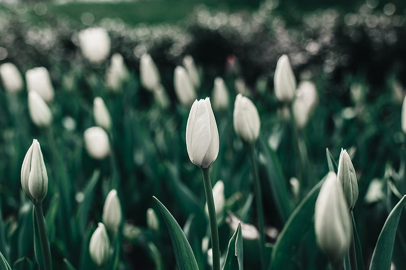 tulips, flowers, white, flowerbed, blooms, spring, HD wallpaper