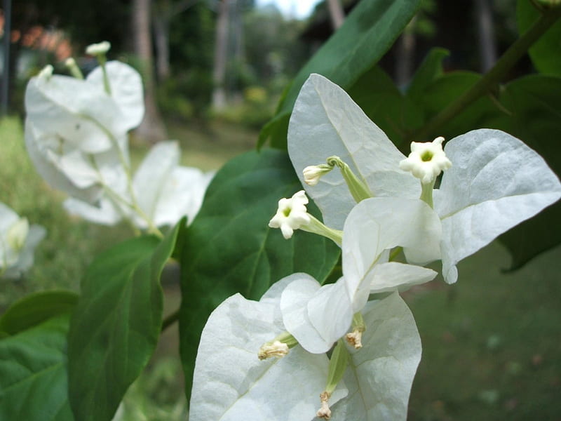 Buganvilla blanca, jardín, flores de boganvilla, blanco, Fondo de pantalla  HD | Peakpx