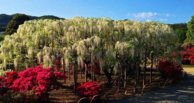 Springtime Beauty, red, tree, blossoms, park, white, wisteria, HD wallpaper