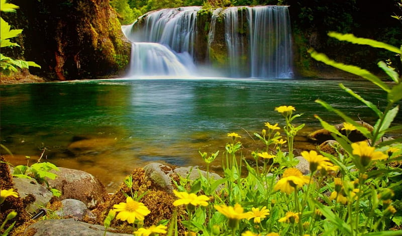 Forest waterfall, pretty, forest, lovely, bonito, spring, wildflowers ...