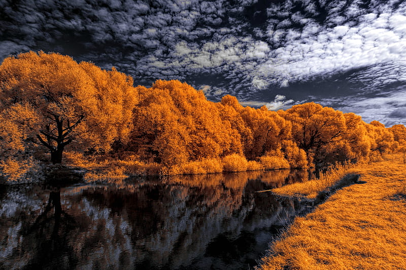 2K free download | Stark Contrast of Autumn Leaves, water, autumn ...