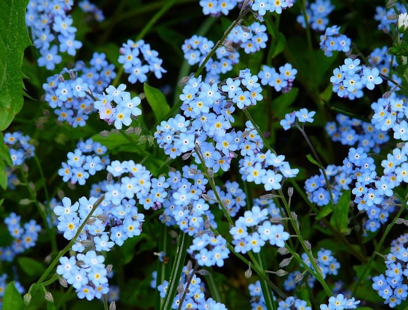 Do not forget me-blue flowers(for Gela), Forget, Do not forget me, Flowers, Blue Flowers, Blue, Nature, HD wallpaper