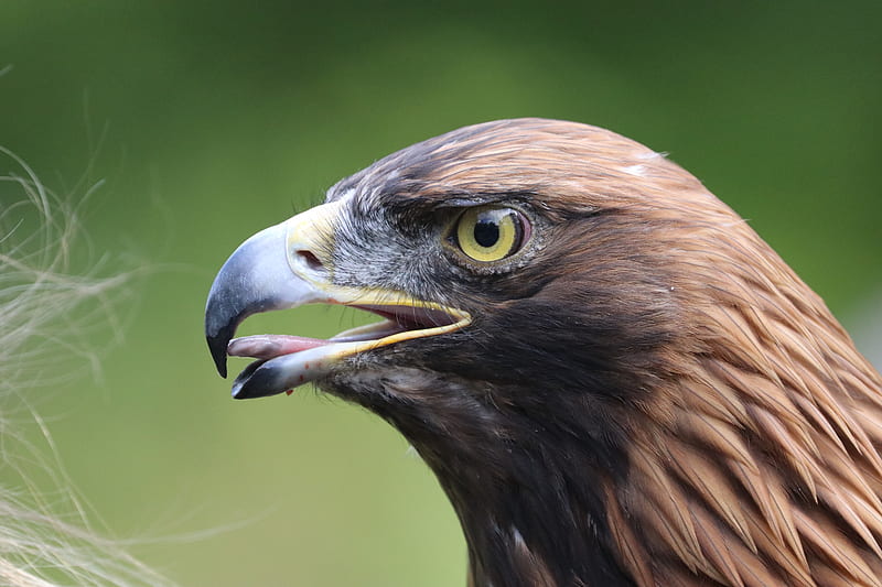 águila real, depredador, águila, naturaleza, ave de rapiña, Fondo de  pantalla HD | Peakpx