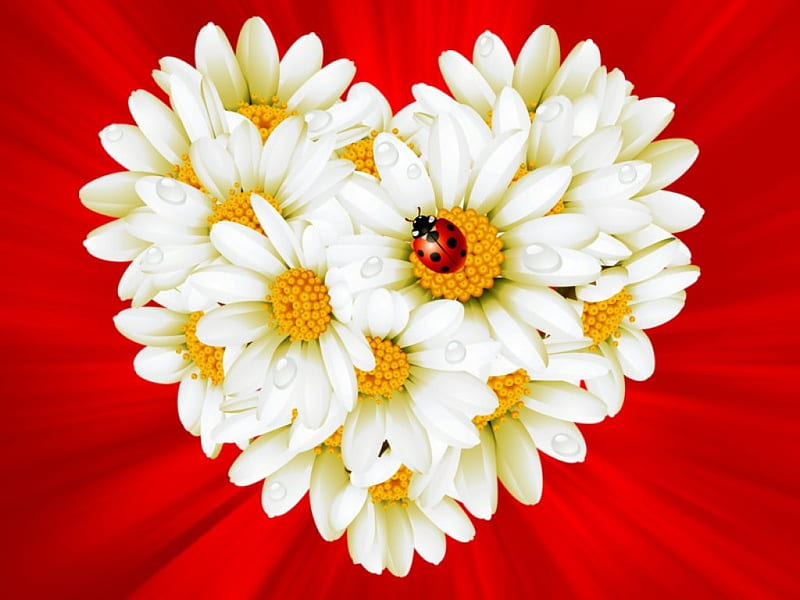 Daisies heart, pretty, lovely, background, bonito, ladybird, daisies, love, heart, flower, hop, HD wallpaper