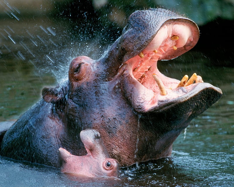 Hippo and Baby, baby hippopotamus, hippopotamus, baby hippo, hippo, HD wallpaper