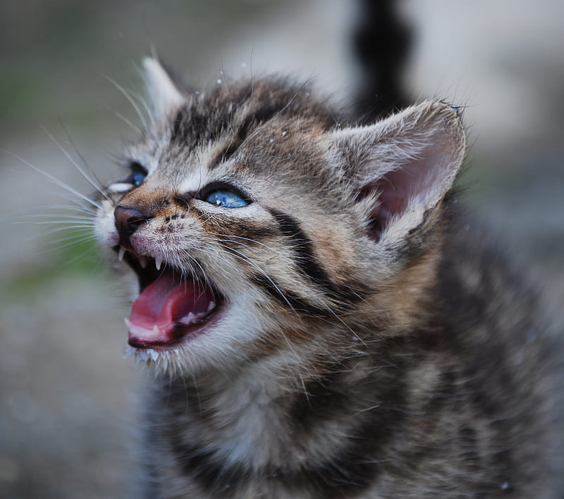 Meow, adorable, baby, cat, cute, kawaii, kitten, kitty, HD wallpaper ...