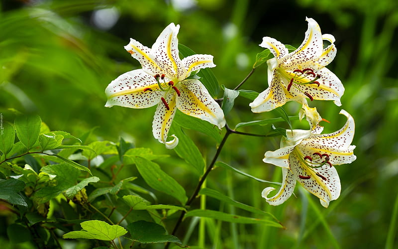 Tiger Lilies Flowers Lilies Nature White Hd Wallpaper Peakpx