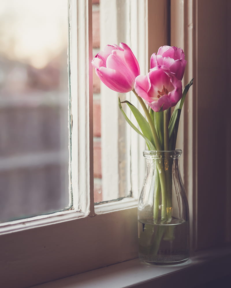 tulips, flowers, vase, window, HD phone wallpaper