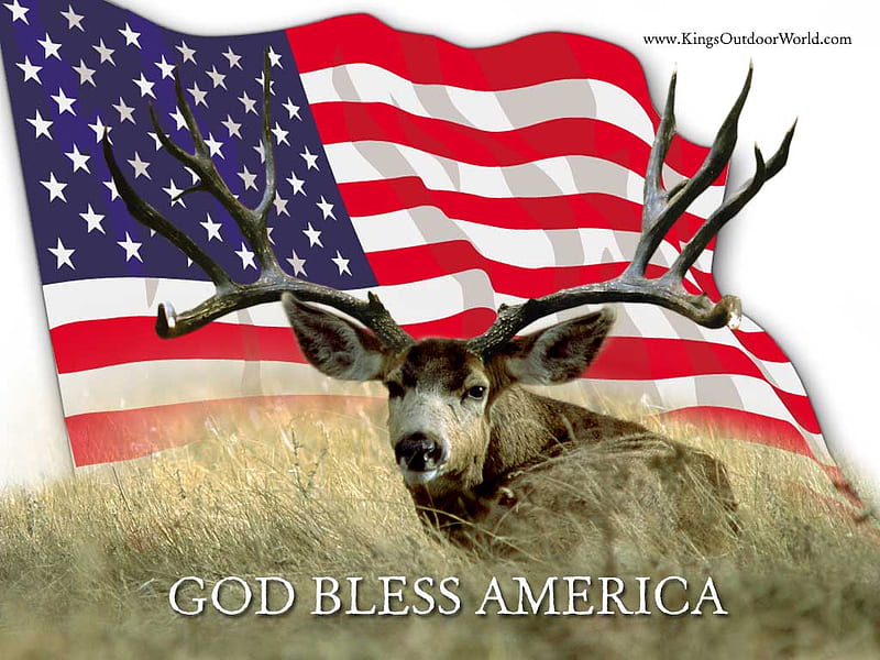 This Land Is Our Land, bucks, white tail deer, grass, nature, america, animals, flag, deer, HD wallpaper
