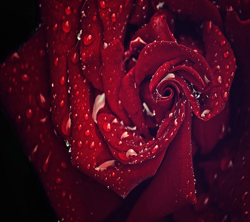 Red Rose, HD wallpaper | Peakpx