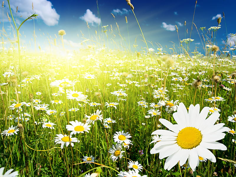 Camomile field, amazing, summer, flowers, nature, bonito, camomile, landscape, HD wallpaper