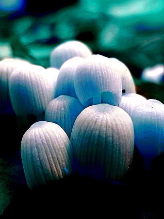 HD blueshrooms wallpapers | Peakpx